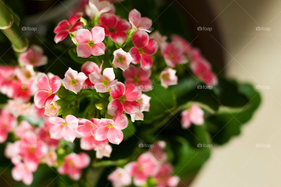 Pink flowers 