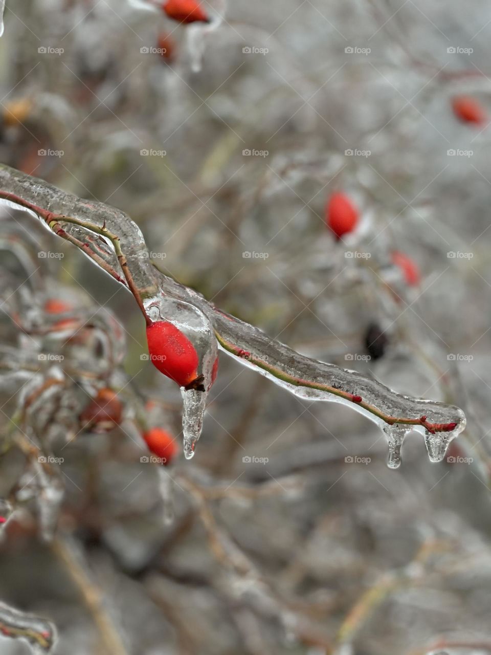 Red berries with ice covered 