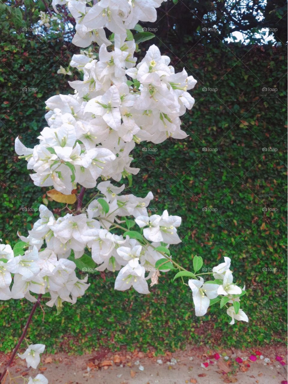 🌹 🇺🇸 Very beautiful flowers to brighten our day.  Live nature and its beauty. Did you like the delicate petals? / 🇧🇷 Flores muito bonitas para alegrar nosso dia. Viva a natureza e sua beleza. Gostaram das pétalas delicadas? 