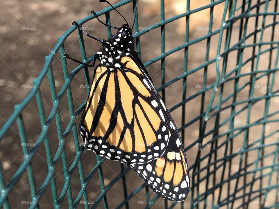 Newly-emerged Monarch butterfly drying its wings before first flight. 