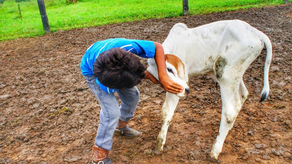 boy garoto e o bezerro calf