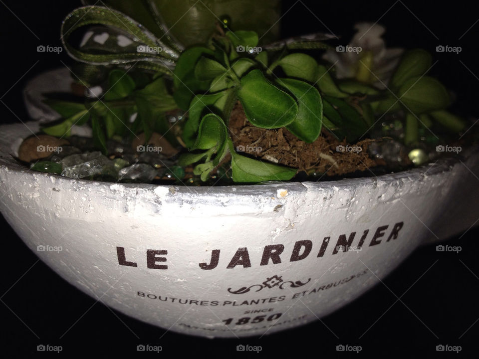 letters leaves plant leaf by leta