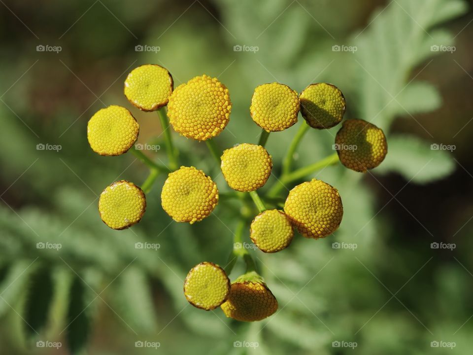 Close up of common tansy plant