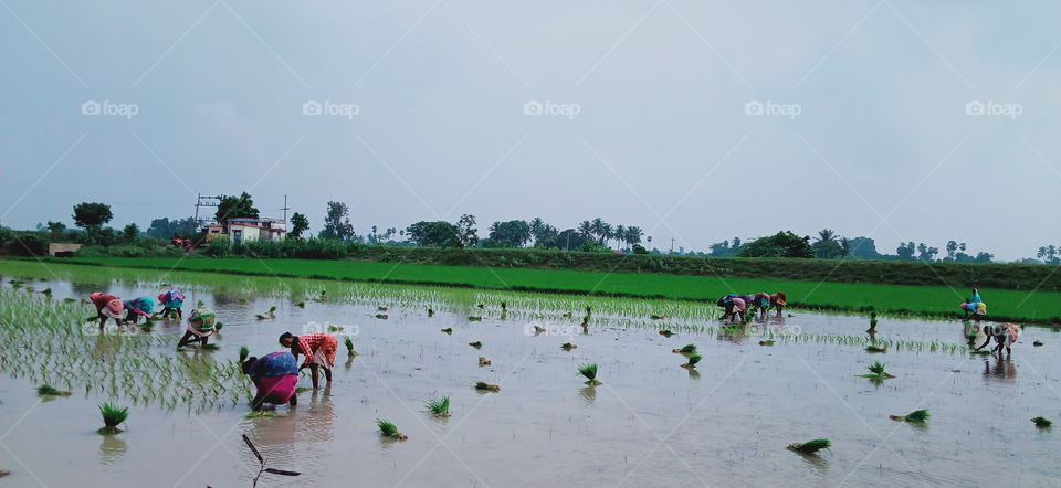 farming women