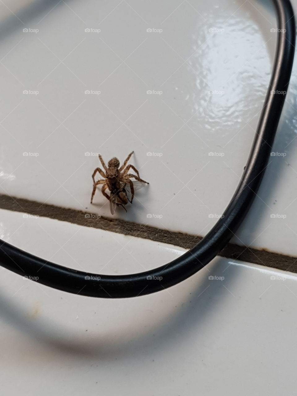 Spider is eating flies