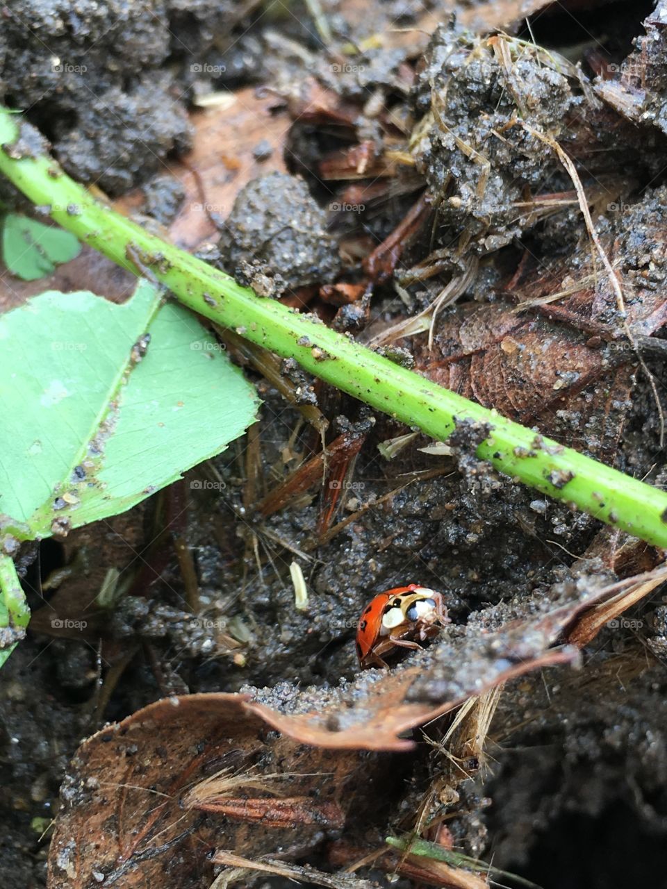 Ladybug emerging