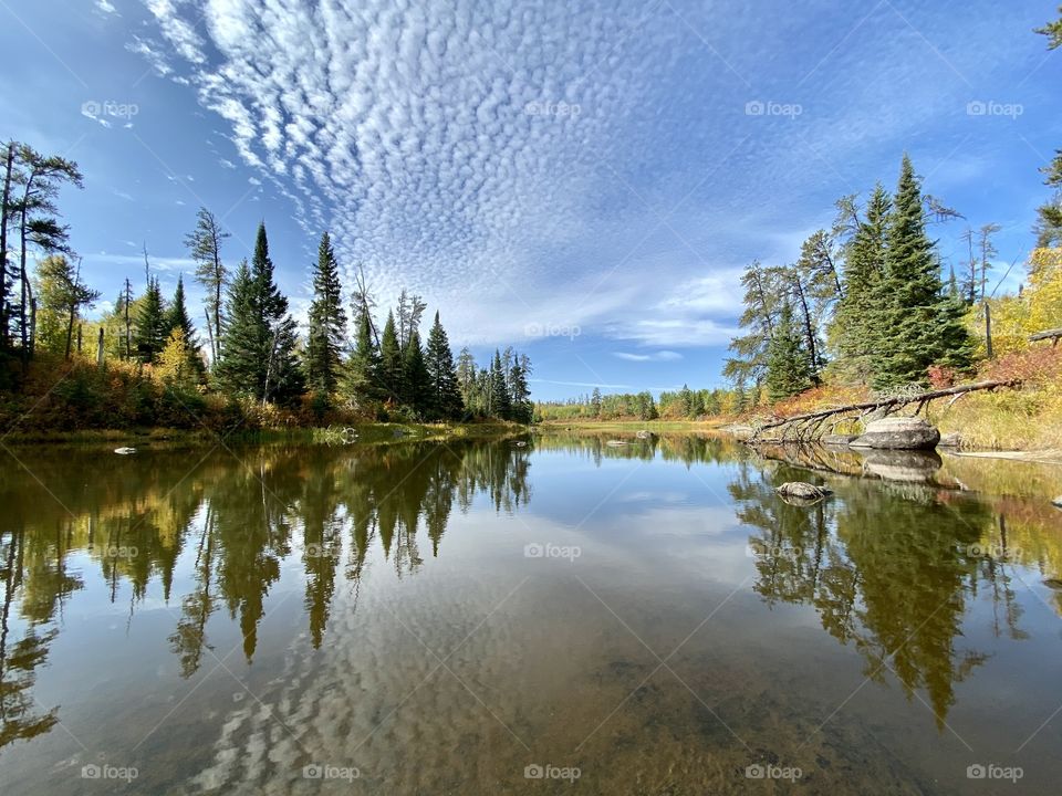 Tree reflections on a peaceful lake 