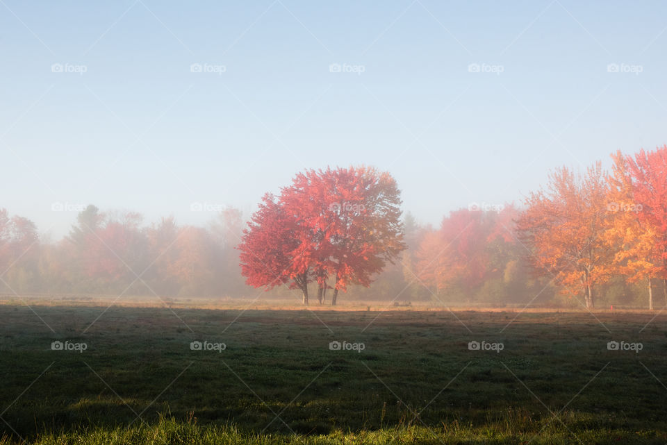 Landscape, Fog, Tree, Fall, Dawn