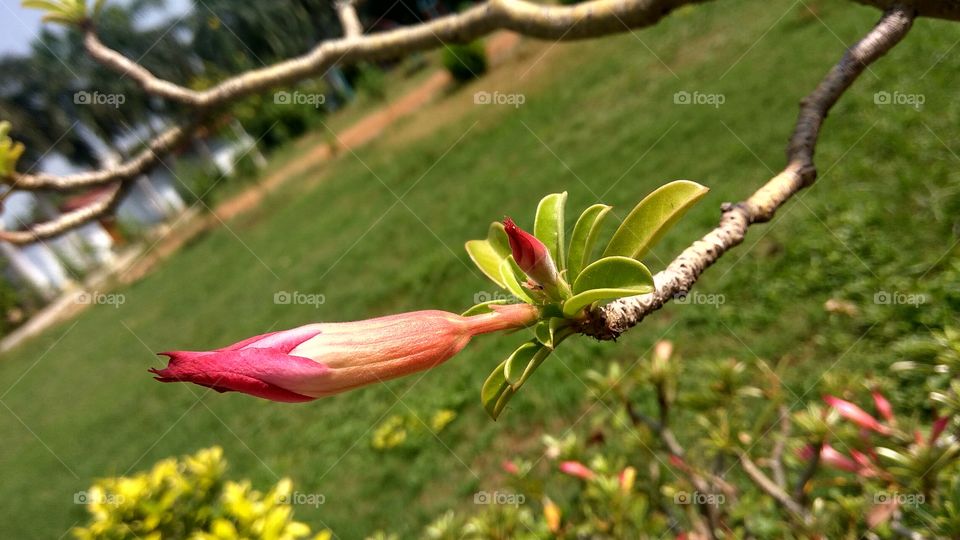 red flower buds in daytime