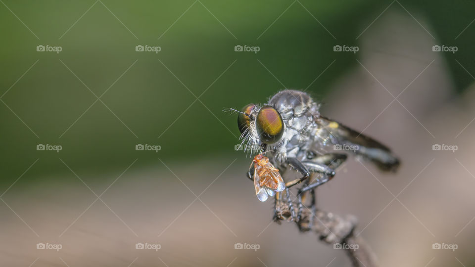 Macro closeup on robberfly reflects their notoriously aggressive predatory habits they feed mainly on other insects and as a rule they wait in ambush and catch their prey in flight.
