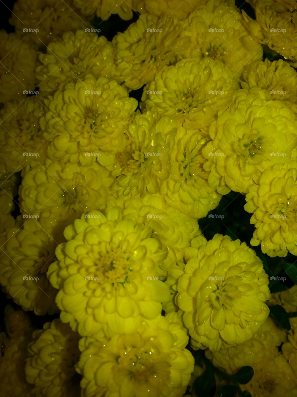 Yellow Chrysanthemums in the Rain