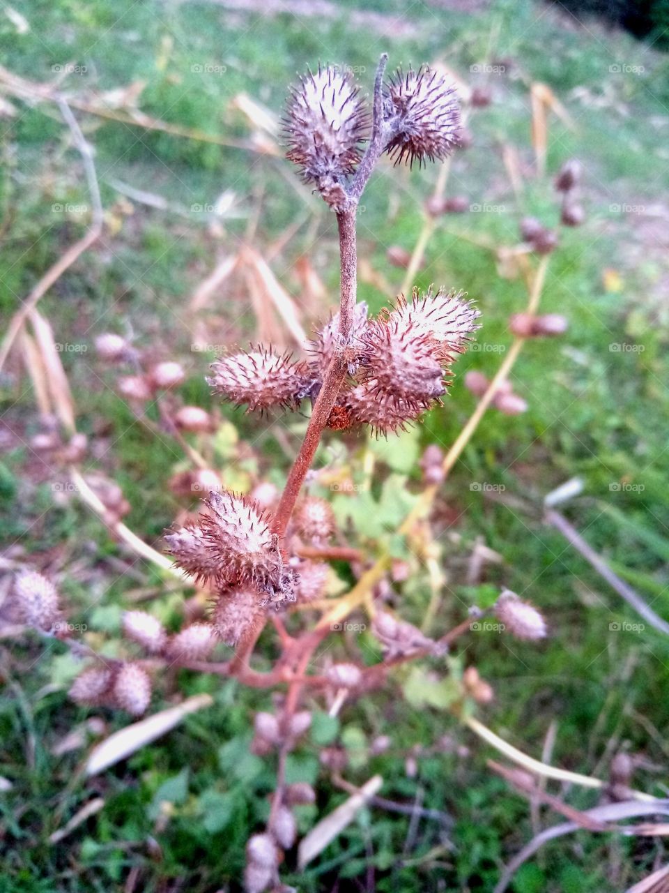 amazing tree