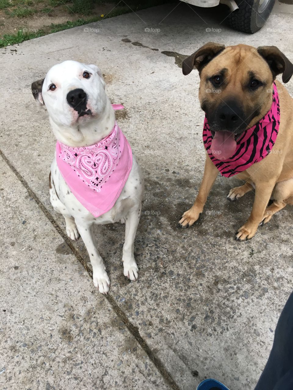 Razz and Zoey in their bandanas 