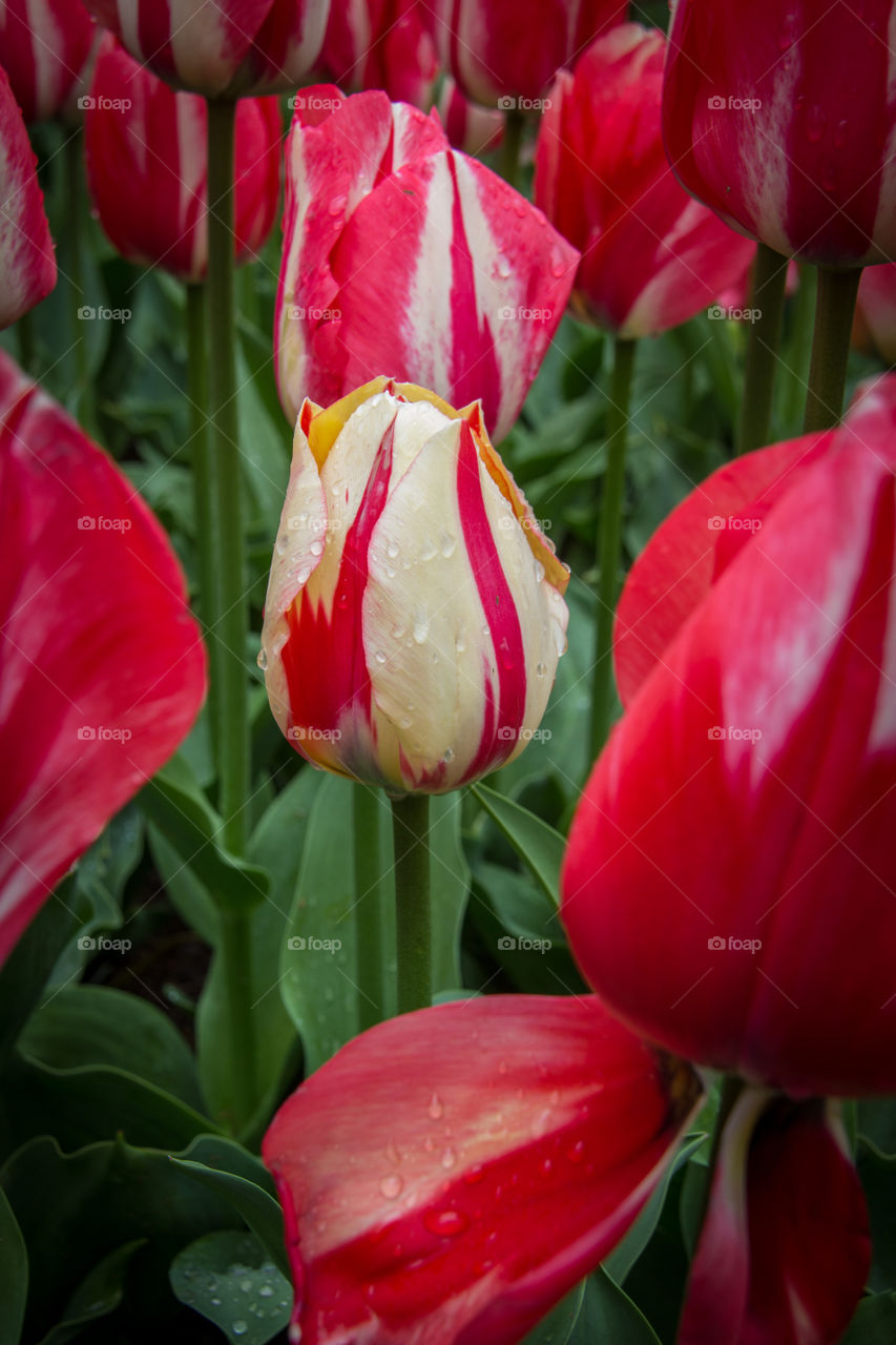 Tulips and water droplets 