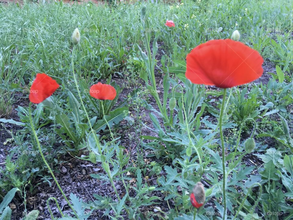 The red poppies and green grass background. The summer red flowers. 