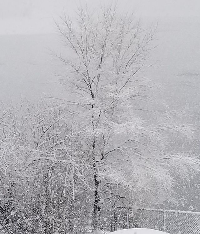 winter wonderland