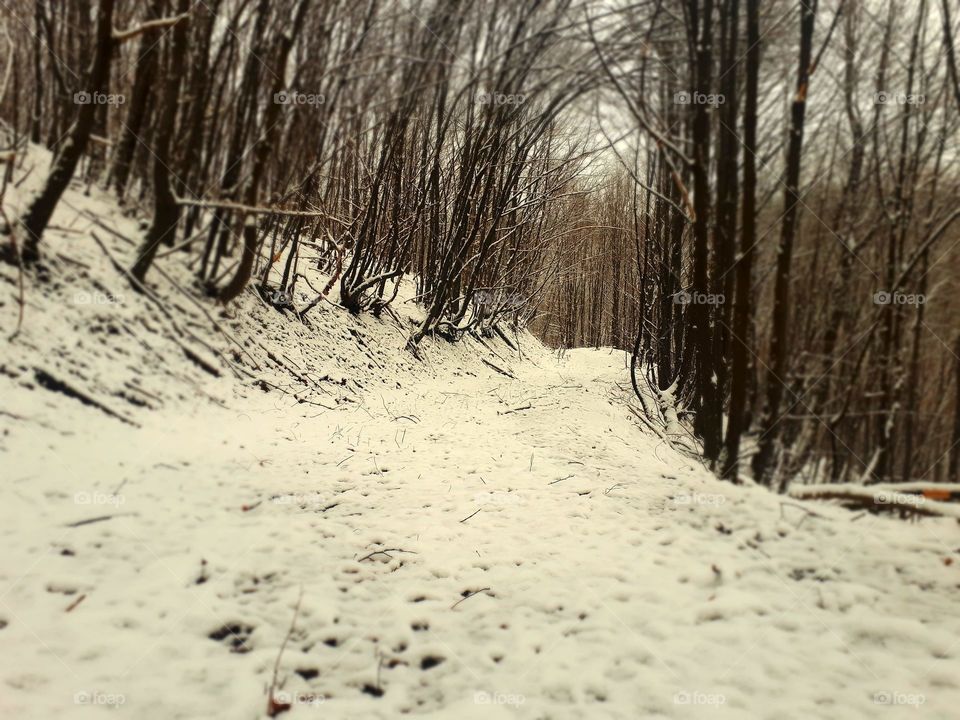 walk through the woods by taking the first snow