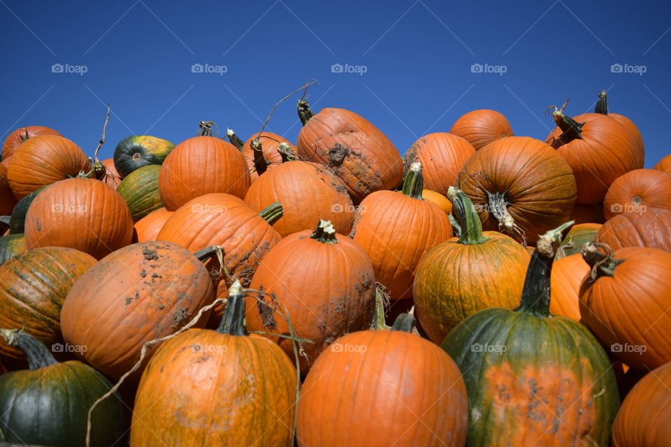 Low angle view of pumpkins