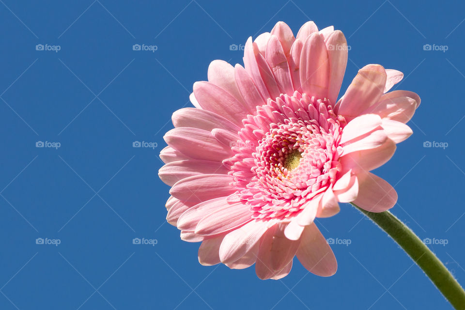 Pink Gerbera flower on a sunny day with blue sky 