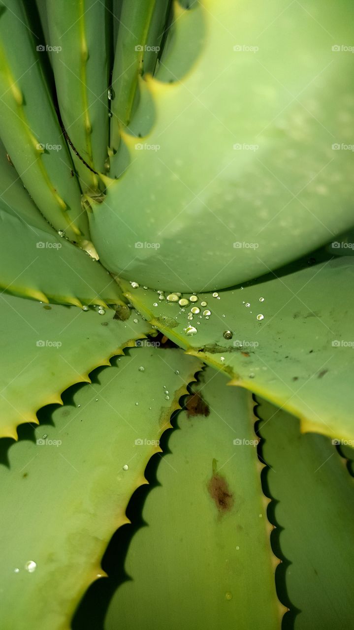 Water droplet aloe