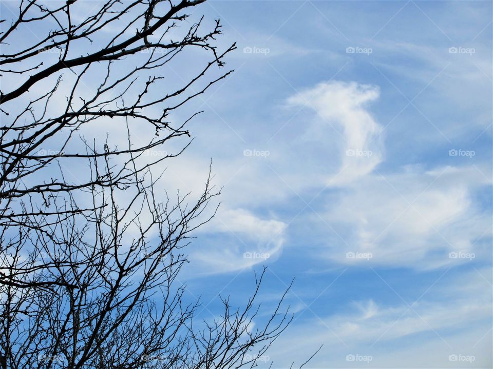 cloud and branches