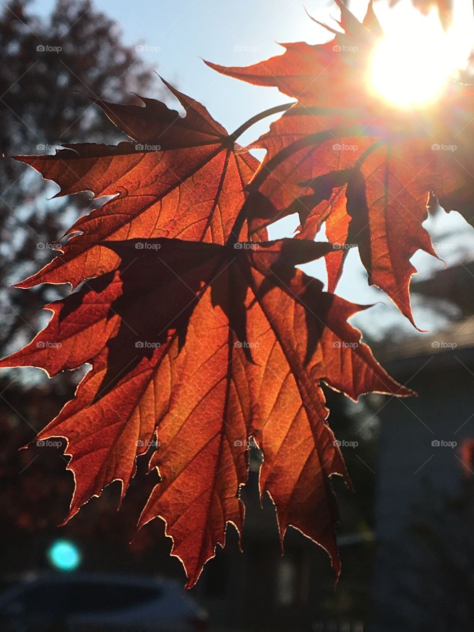 Sun Backlighting spring red maple leaves 