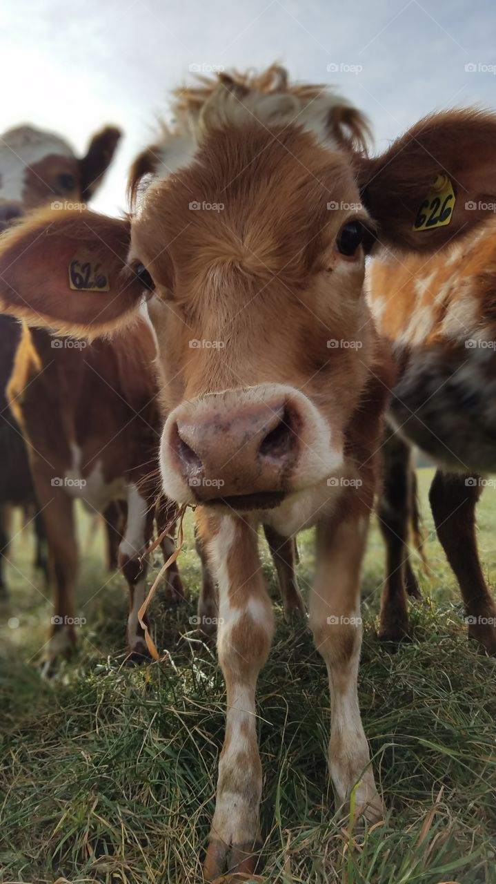 curious calf