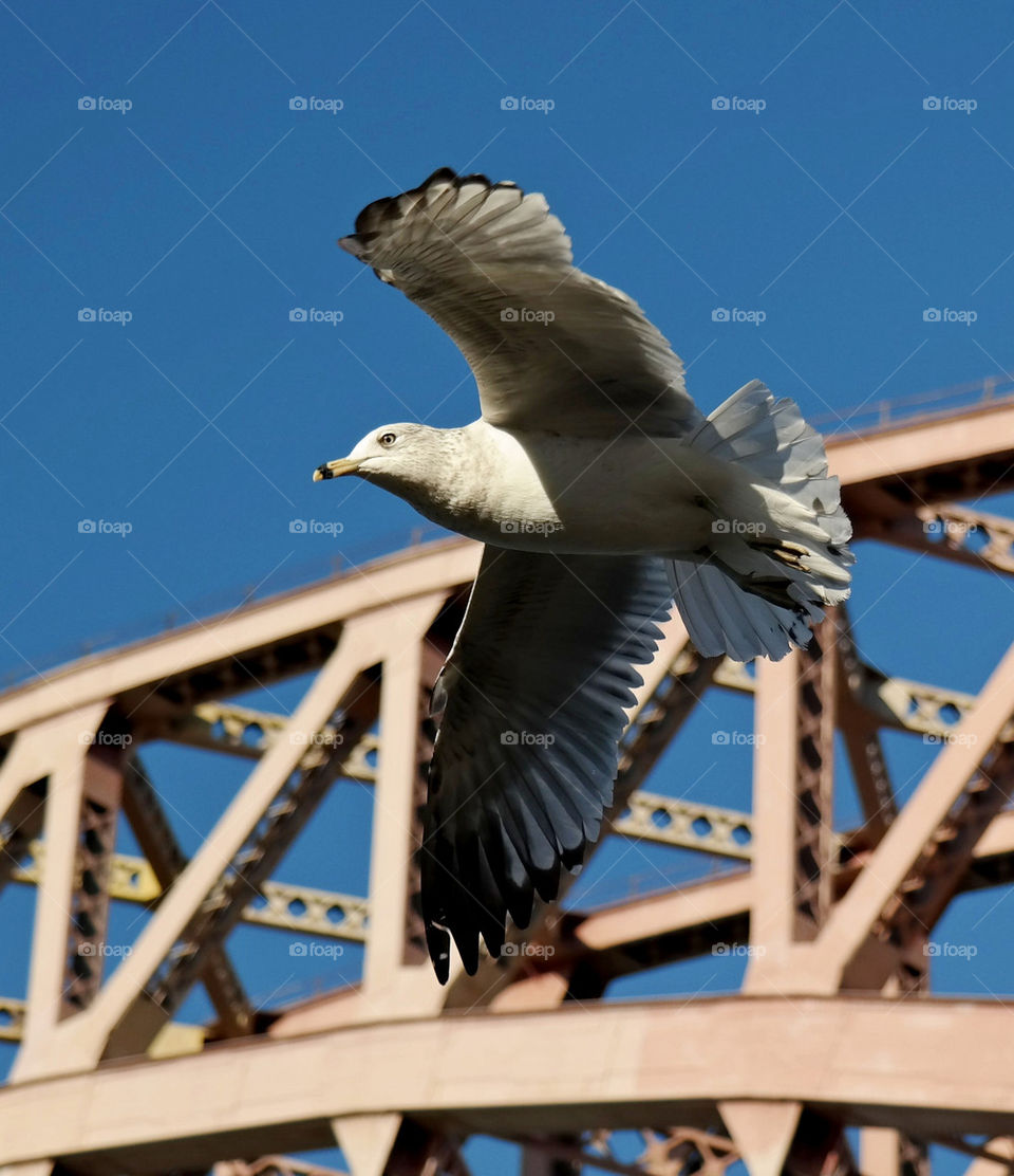 Hell Gate Seagull 2
