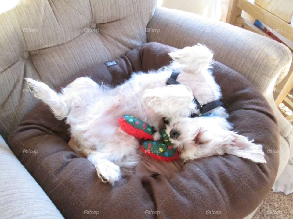 dog relax animal cute by ashley77