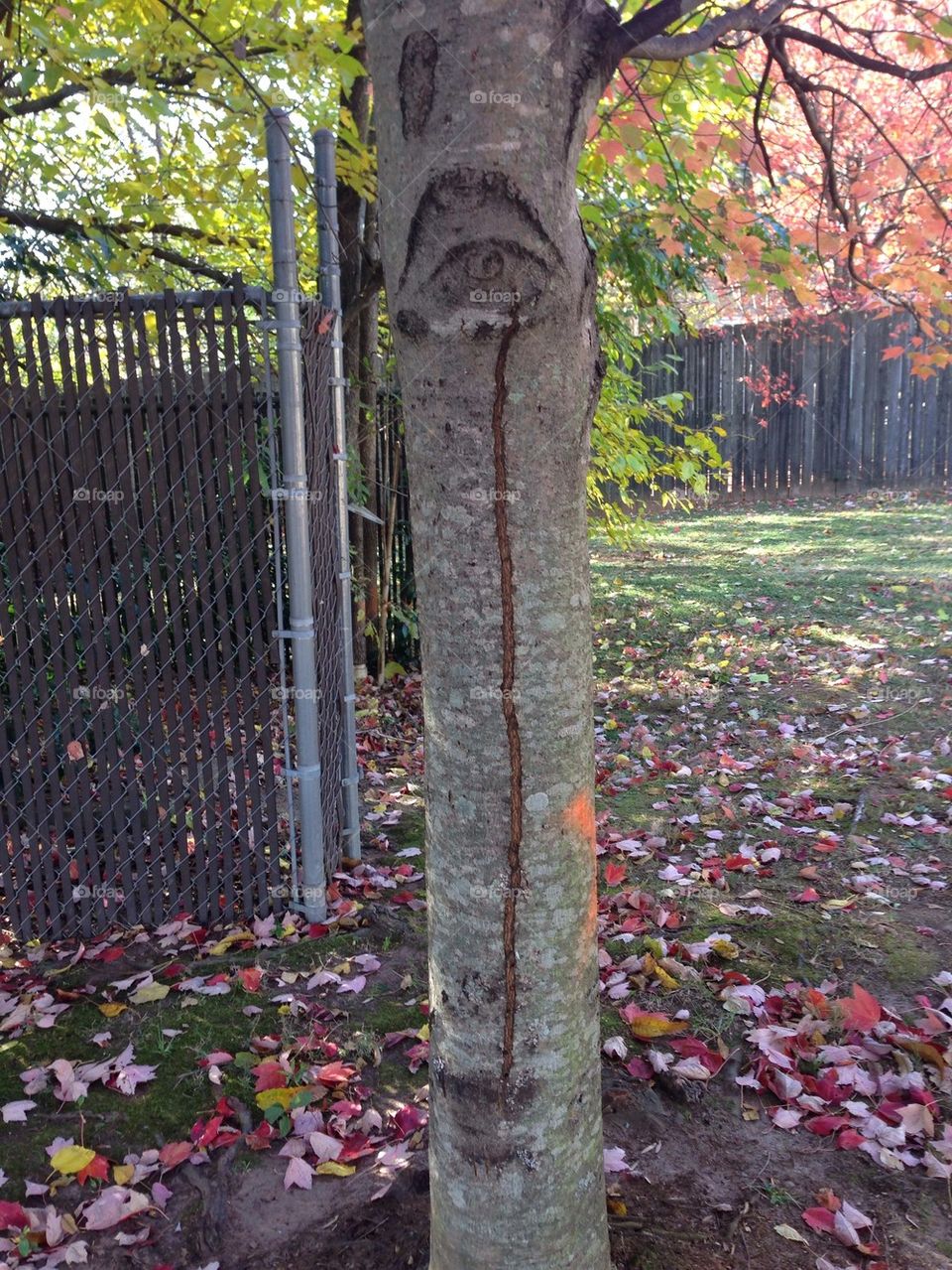 Sad tree