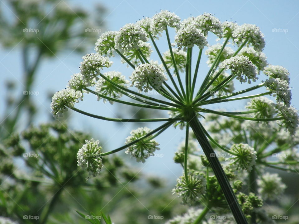 Wild flowers