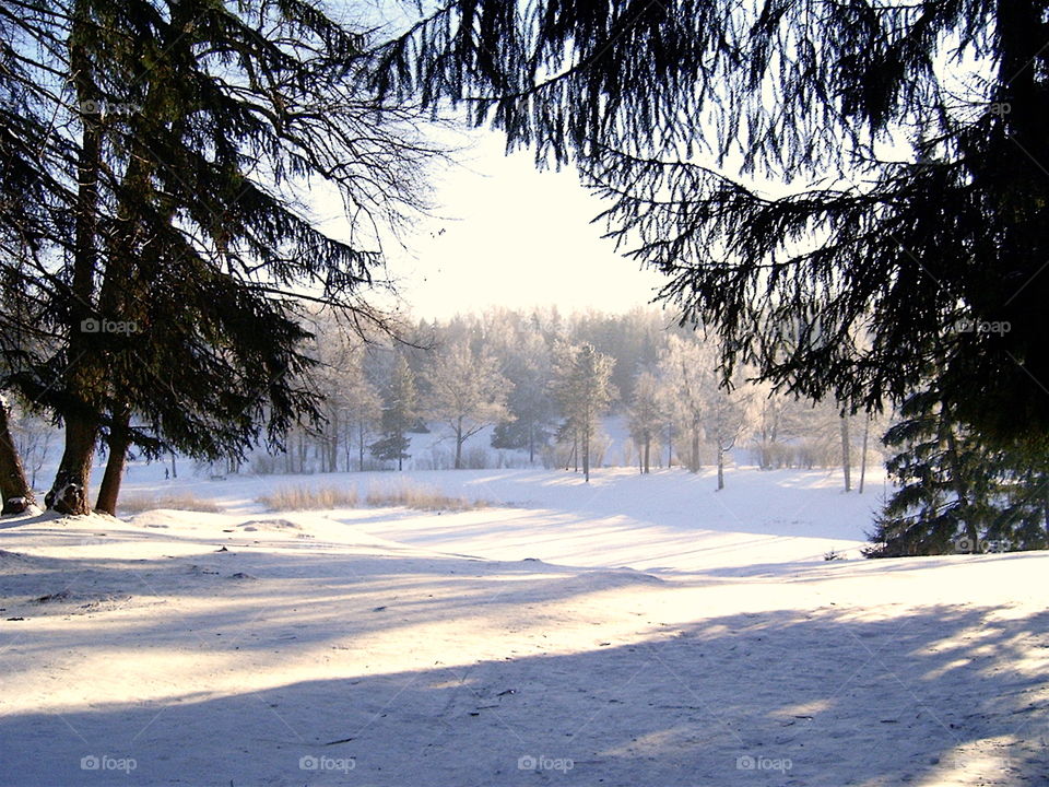 Winter Landscape 