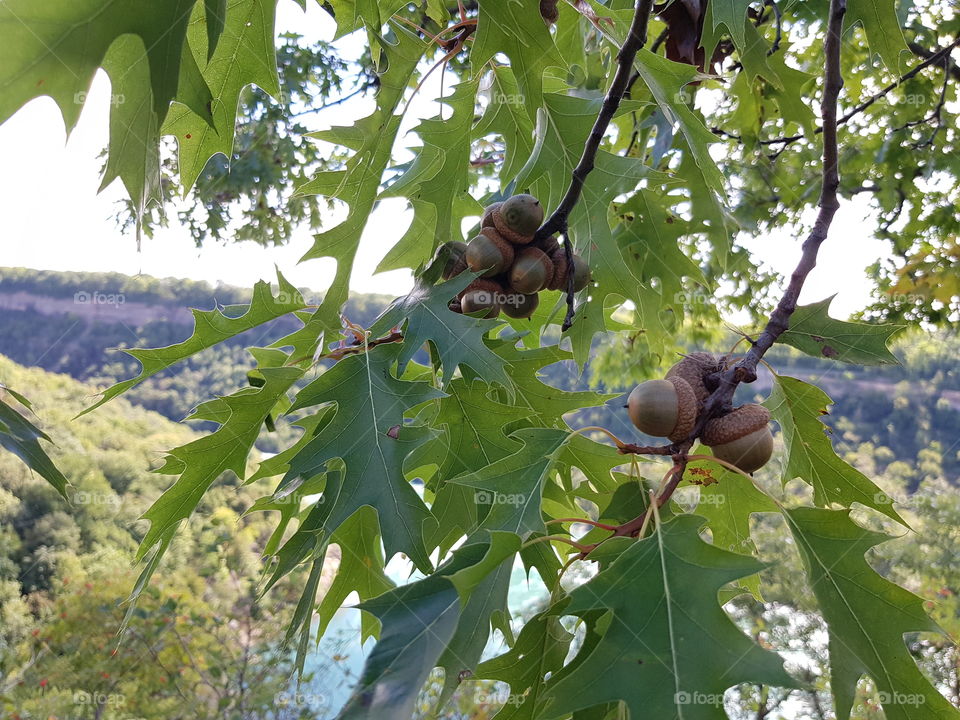 Acorns on a branch