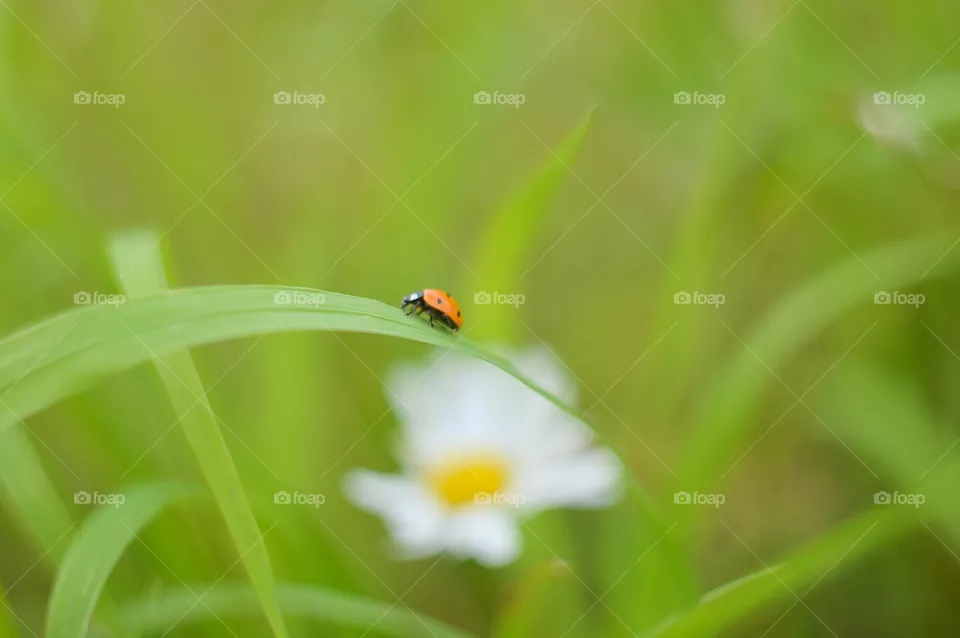 summer macro
