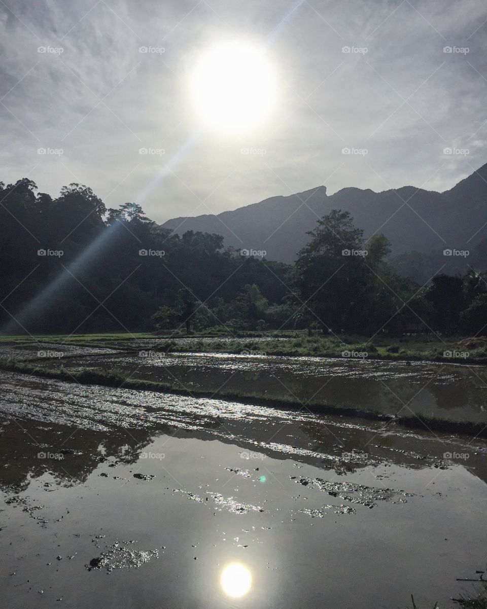 Rice fields
