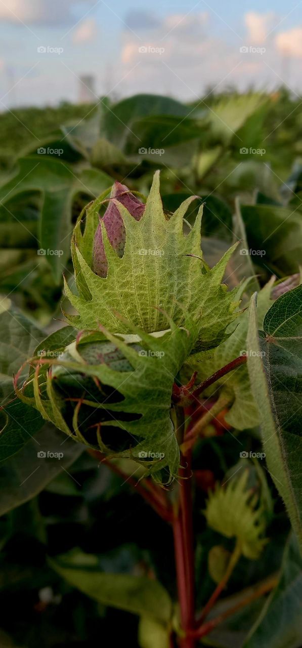 cotton flower in a field