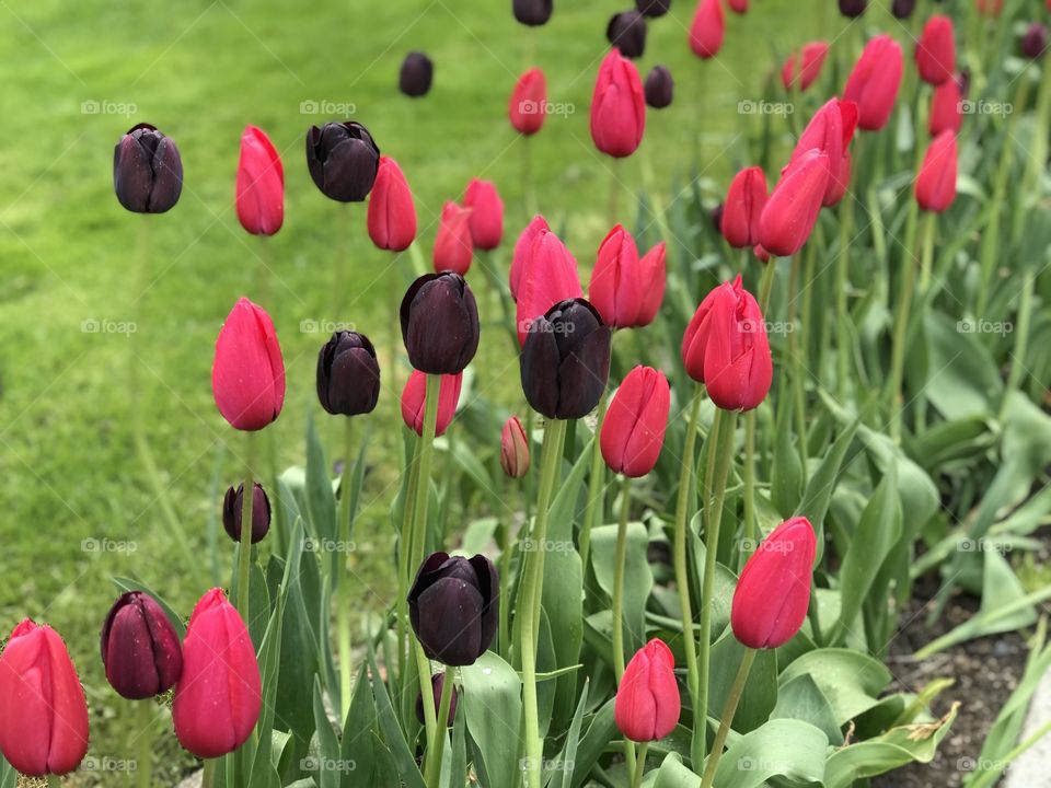 Tulips