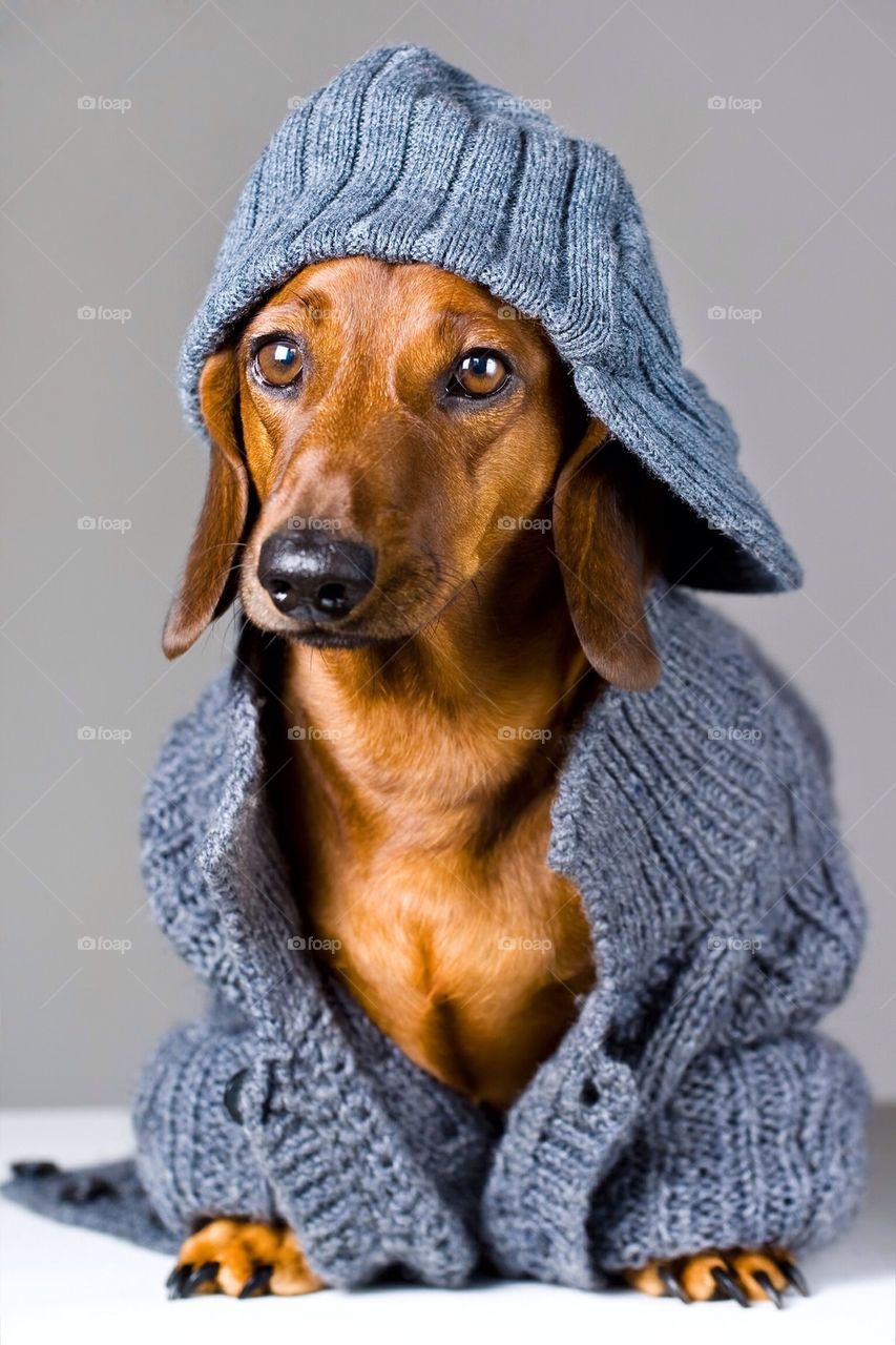 Portrait of dog wearing warm cloth
