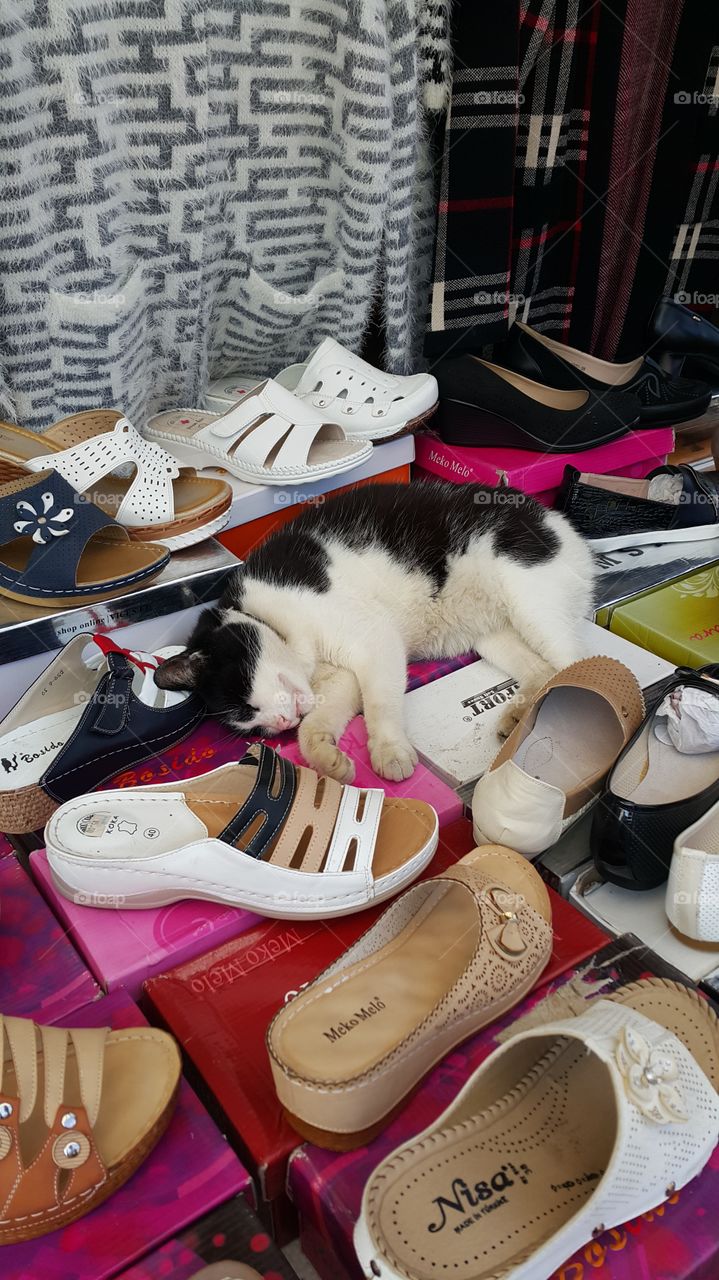 cat in shoe store