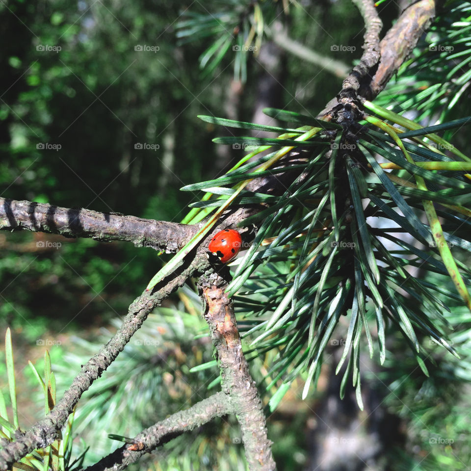 Ladybug on leaf