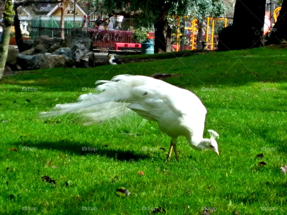 Peacock