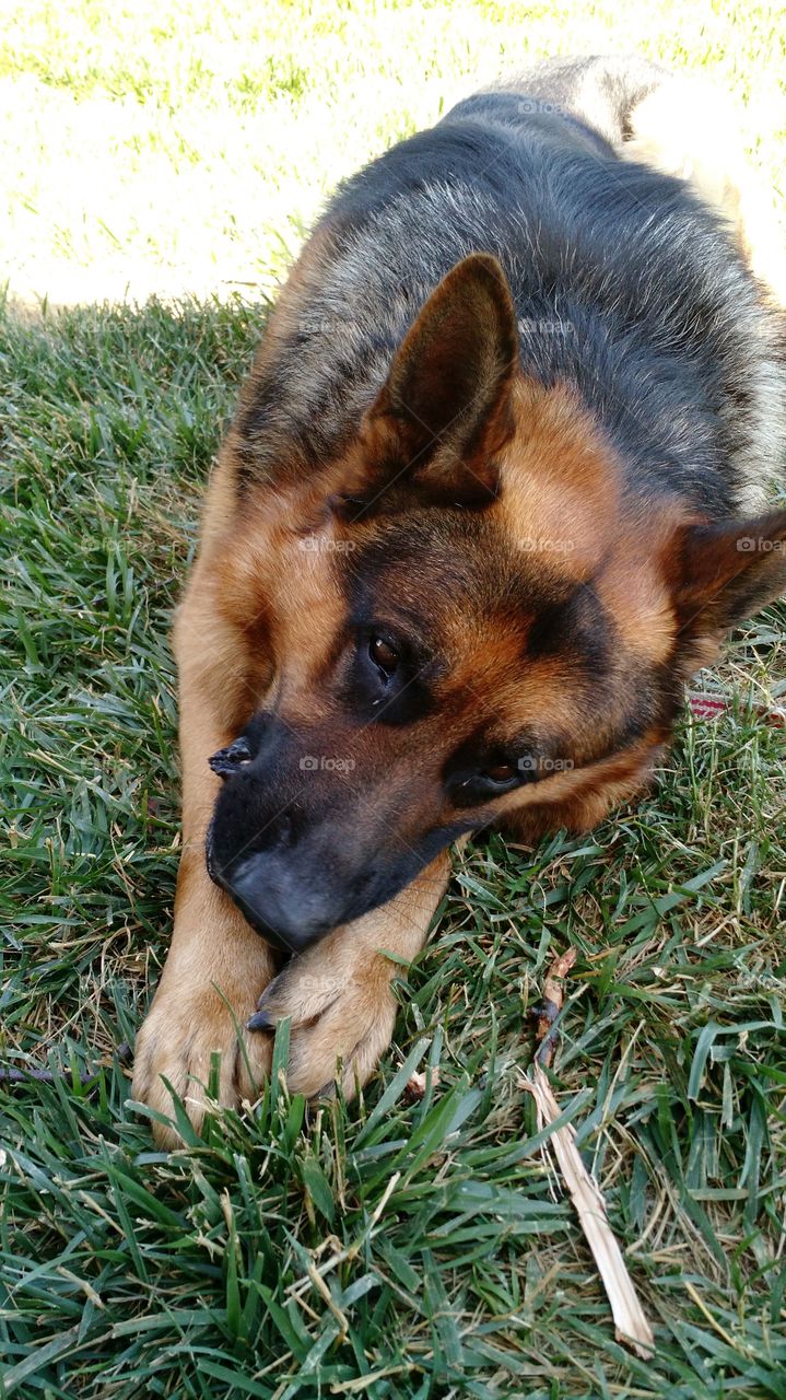 German Shepherd chewing on a stick in the grass.