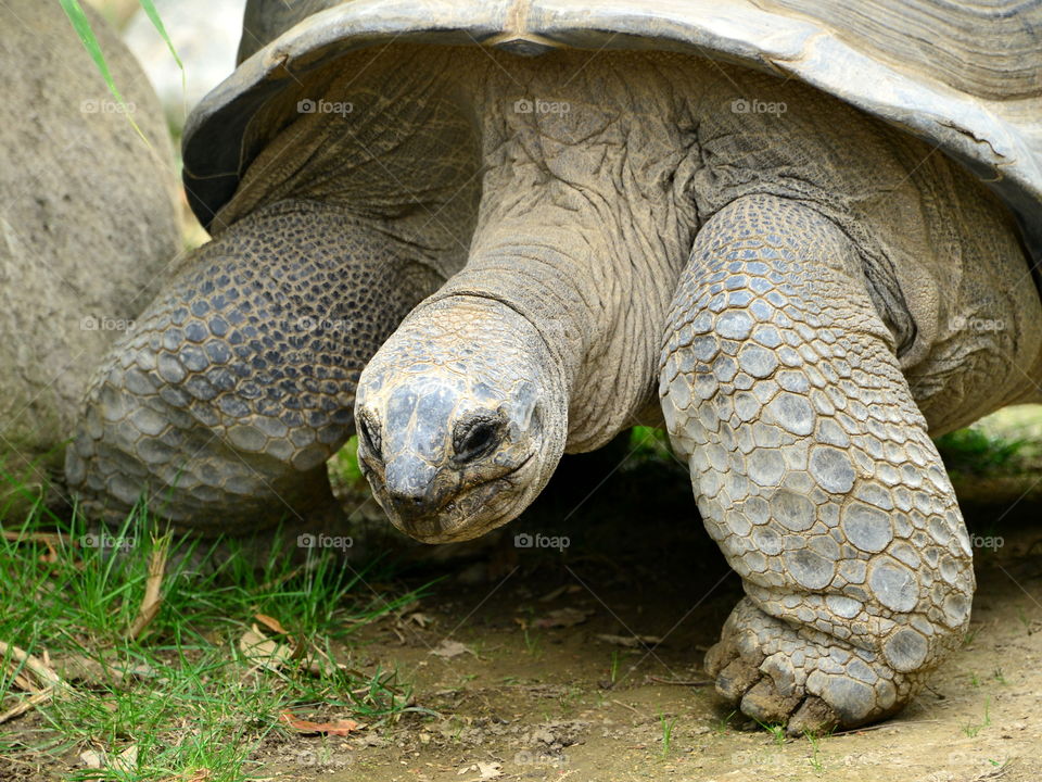 Close-up of a giant tortoise