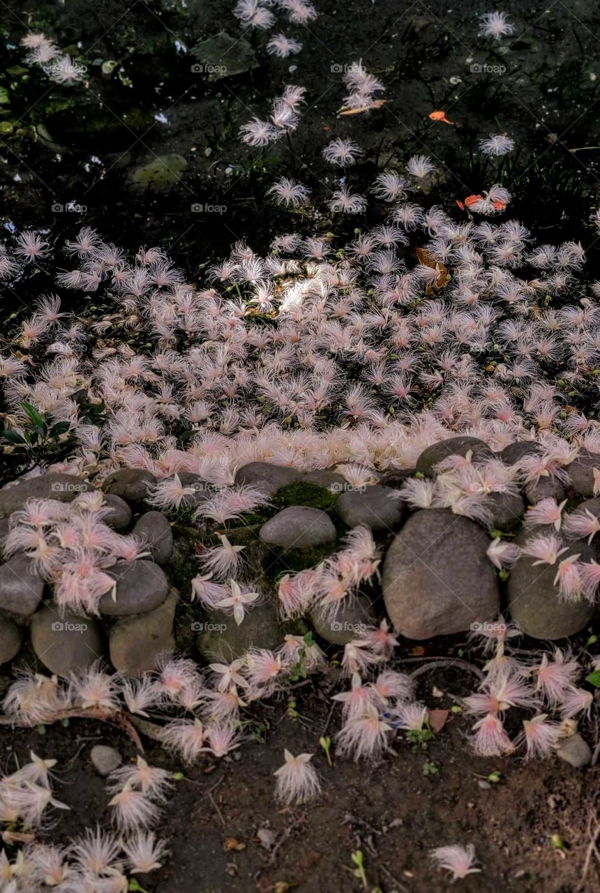 First signs of autumn: numerous fallen flowers of small-leaved barringtonia were on the ground in the park pool side in early autumn morning.