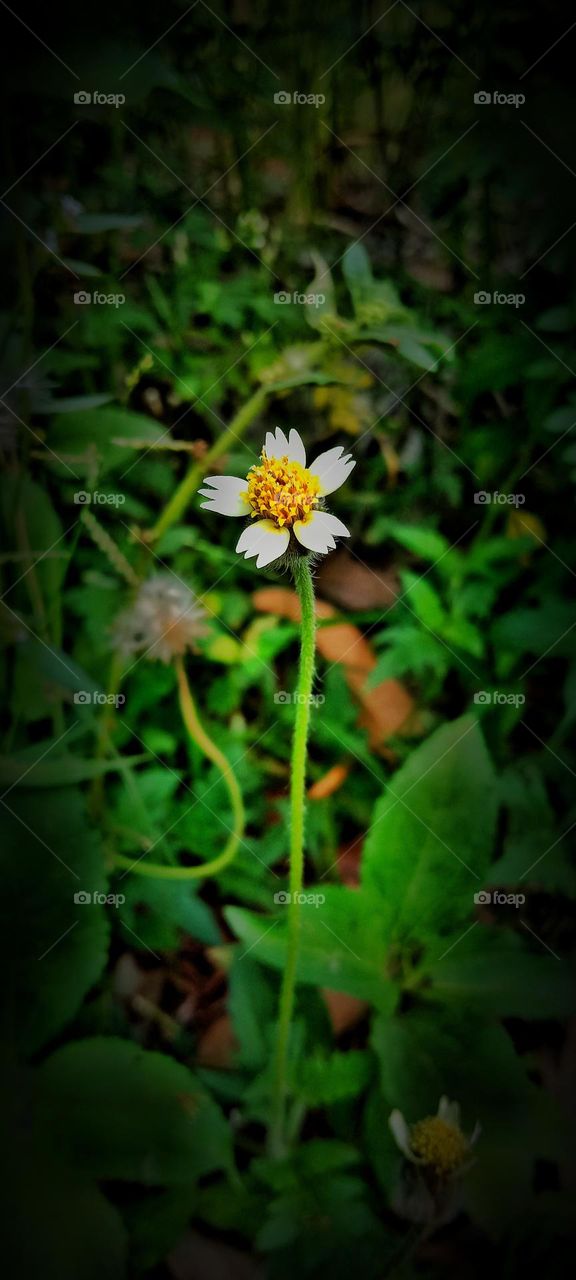 Single Tridax
