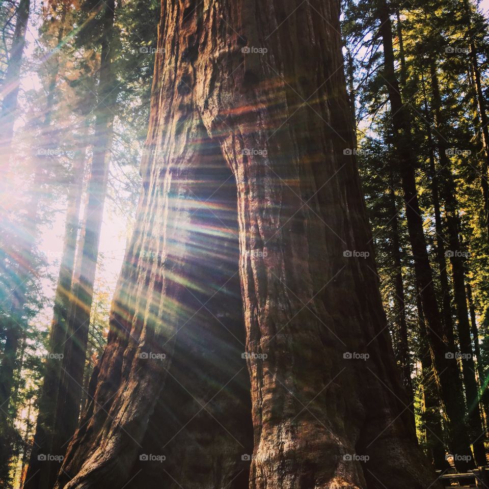 Giant tree at Sequoia National Park