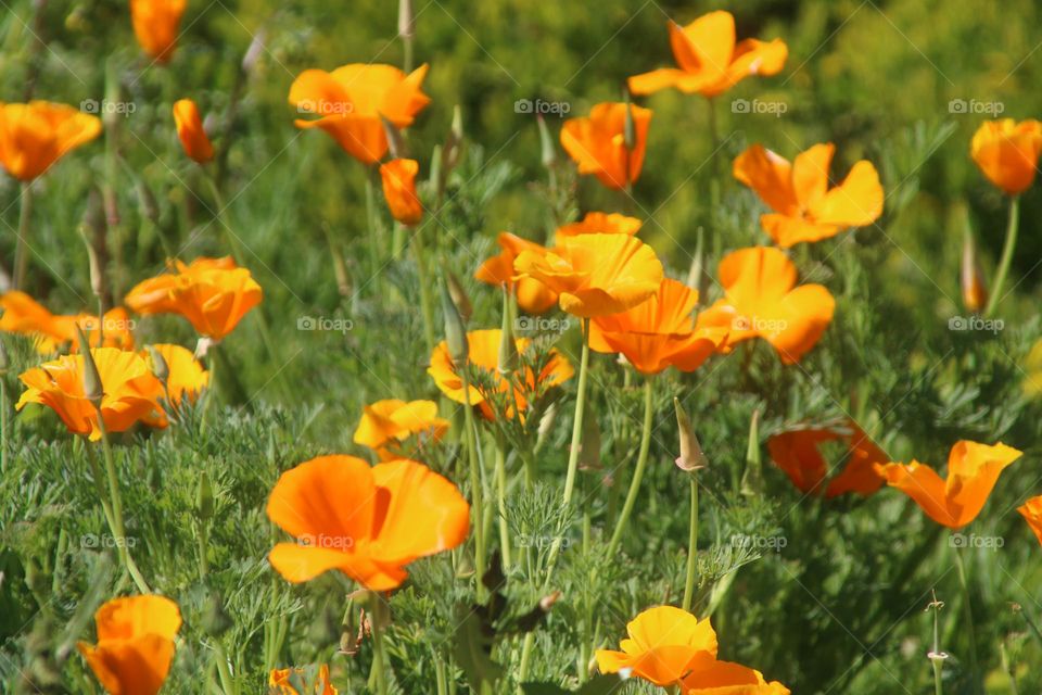 California Poppies in the Garden