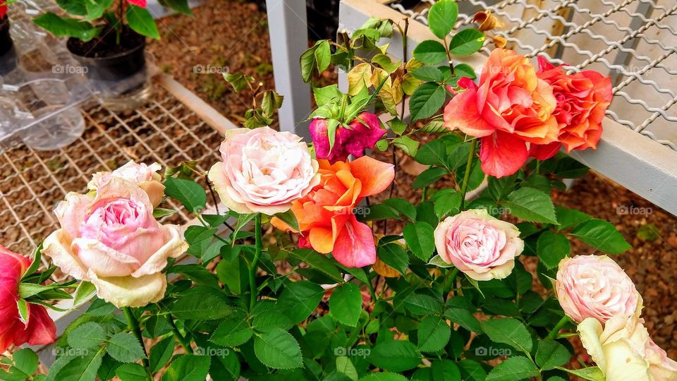 Roseira com diferentes cores de flores
