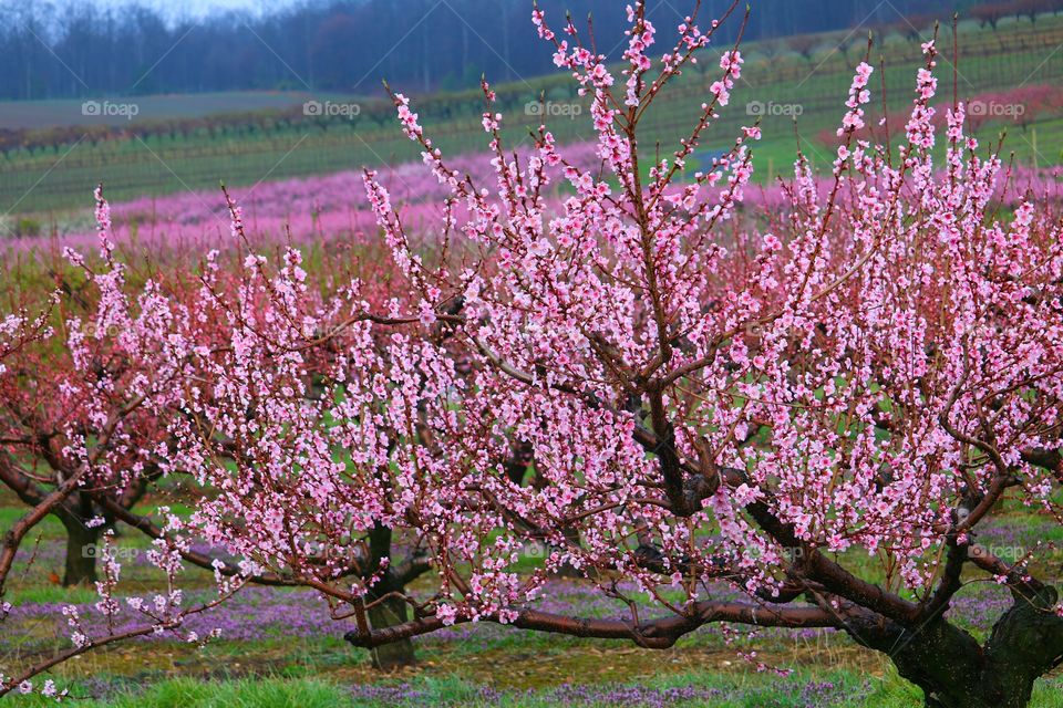 Flowers in springtime