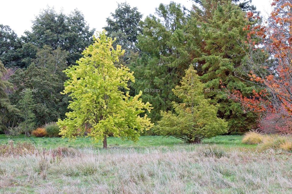 autumn tree in the park